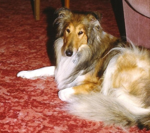 Lassie.JPG