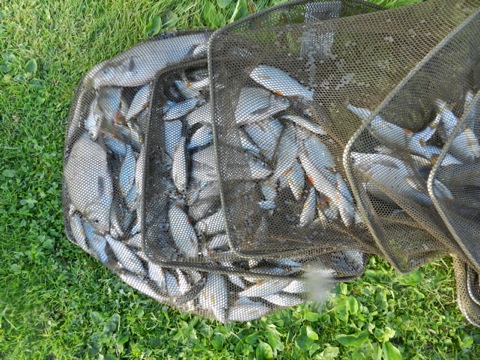 My catch after 4 hours.