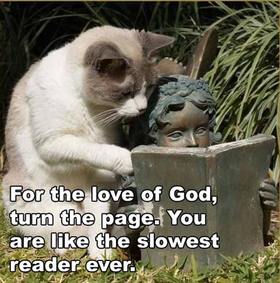 Cat & Book.jpg