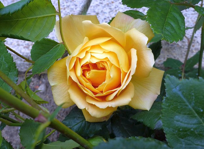 Bush Rose - 'Golden Celebration'