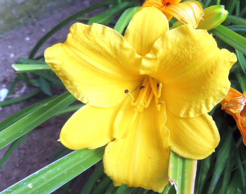 Day Lily (and insects)