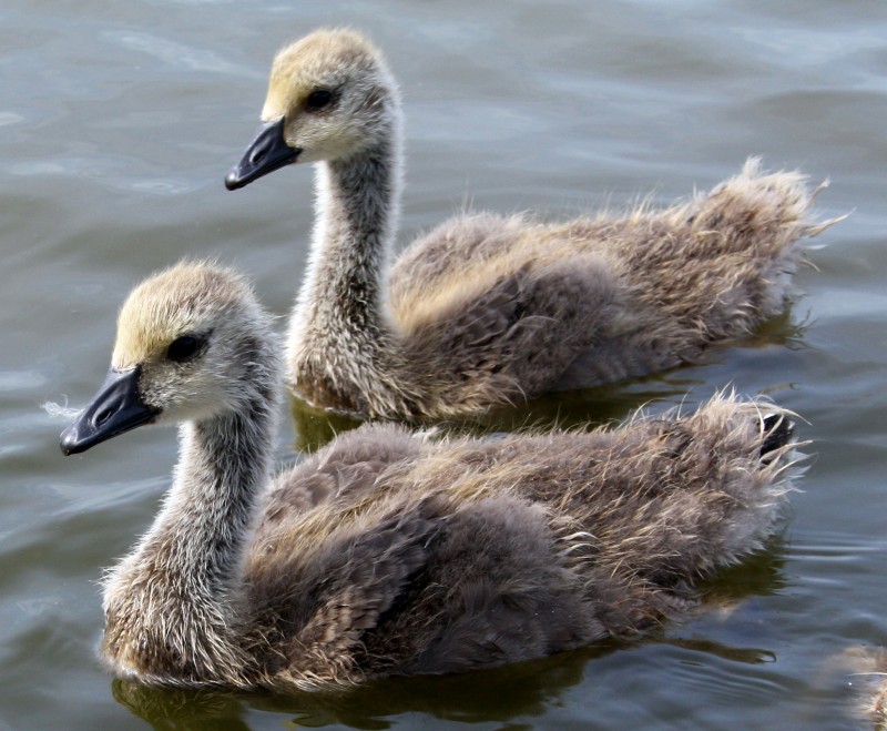 Canada Goose Chicks.jpg