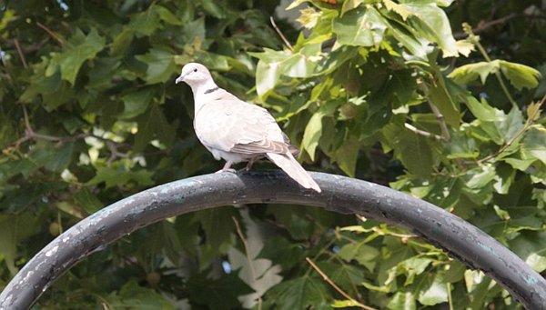 _MG_8785-collared dove.jpg