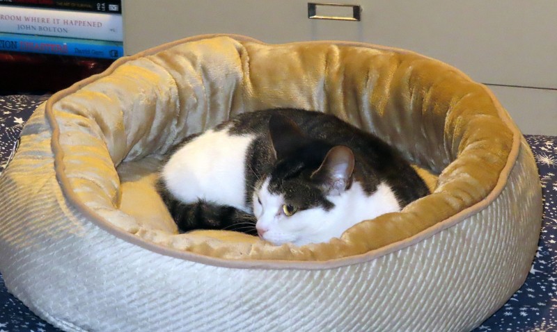 Suki in a new bed