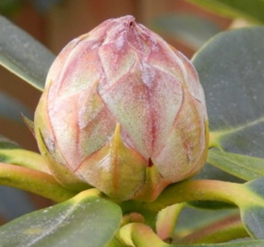 The bud where the following burst from.