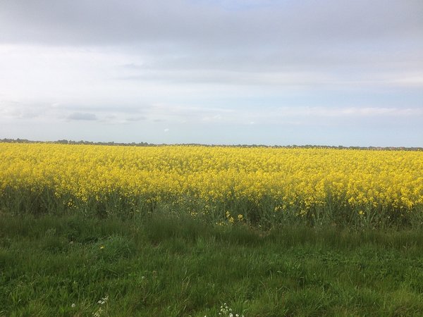 Field of Rape Crop near Carlton Colville_2 - RS.jpg