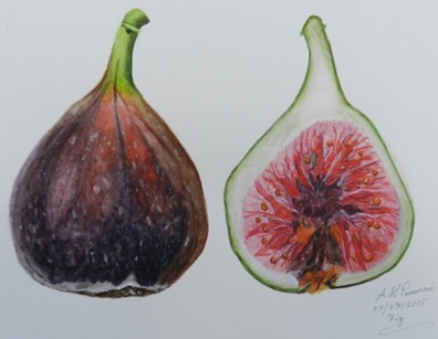 Dissected fig