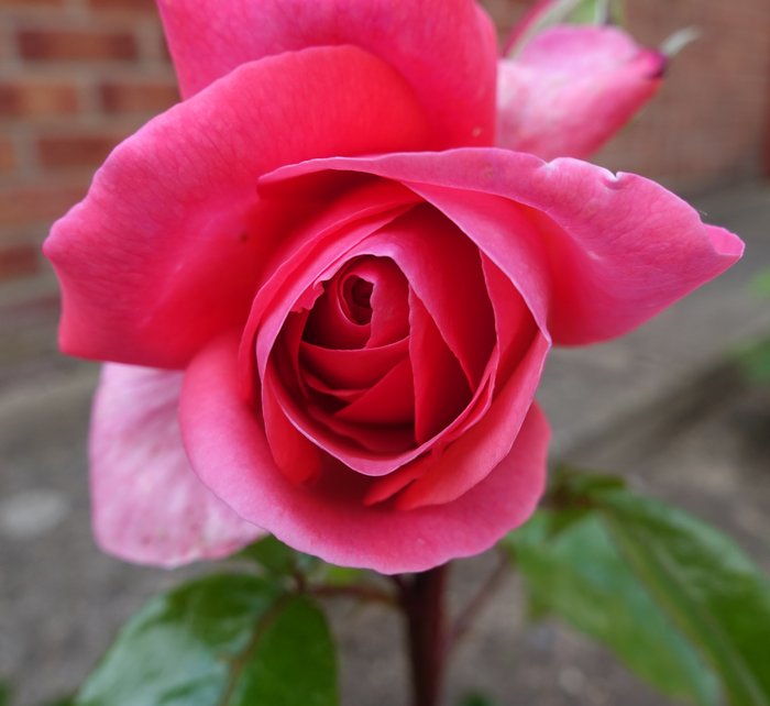 Rose-Special Anniversary2.jpg