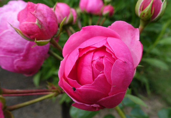 Rose Pomponella.jpg