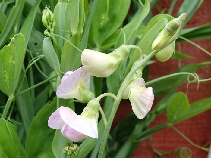 The first flowers on the perennial Sweet Peas have opened today.