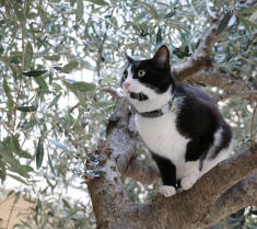 'Cat up an Olive Tree' by kerch