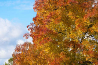 'Autumn Colours' by Mel