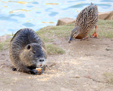 'Coypu & Duck' - by kerch