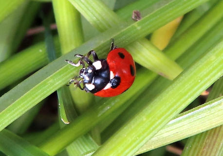 'Ladybird' by boatbuilder